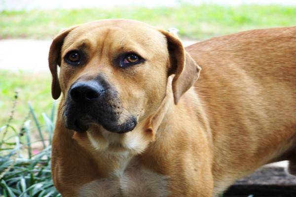 éduquer un chien craintif