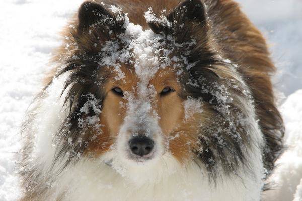 Comment attraper un chien sauvage