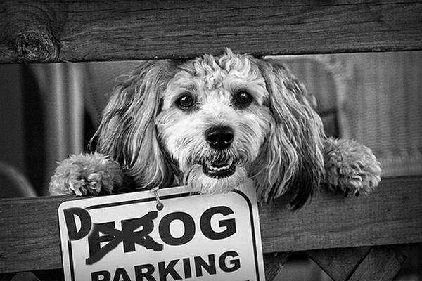 Chien derrière le portail;apprendre à chien à ne plus être agressif envers un autre chien