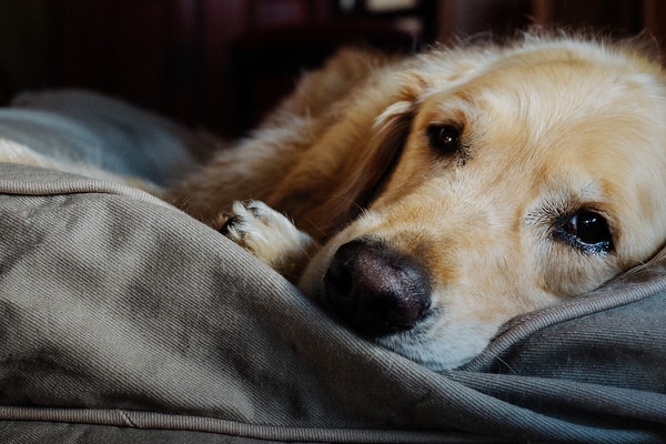 solution pour chien destructeur