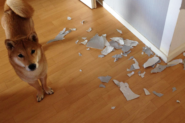 chien qui a bouffer le mur