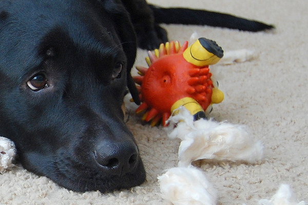 chien qui a détruit ses jouets