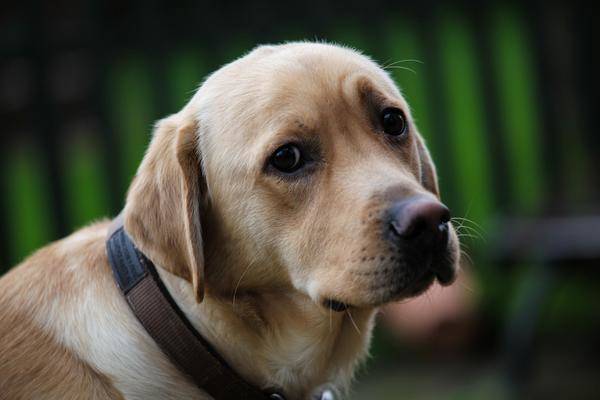 Famille d'accueil pour chien
