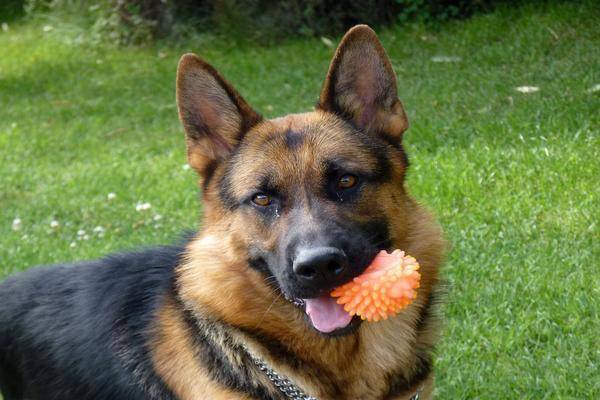chien