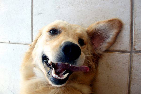 Chien Qui Se Gratte Perd Ses Poils Et Sent Mauvais