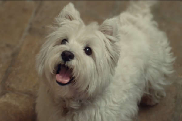 chien qui devine ou est la balle