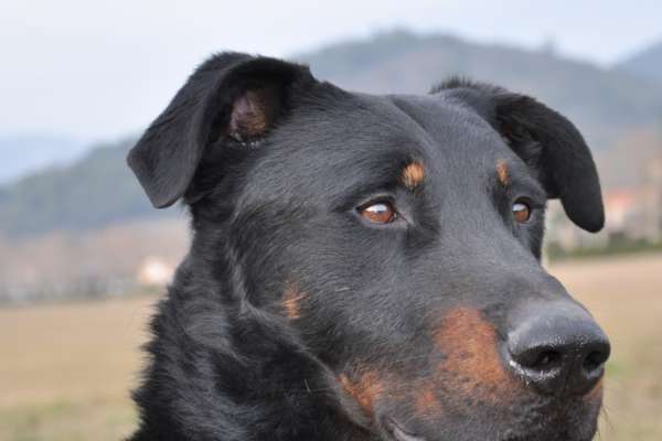 chien pour courir