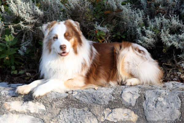 chien pour courir