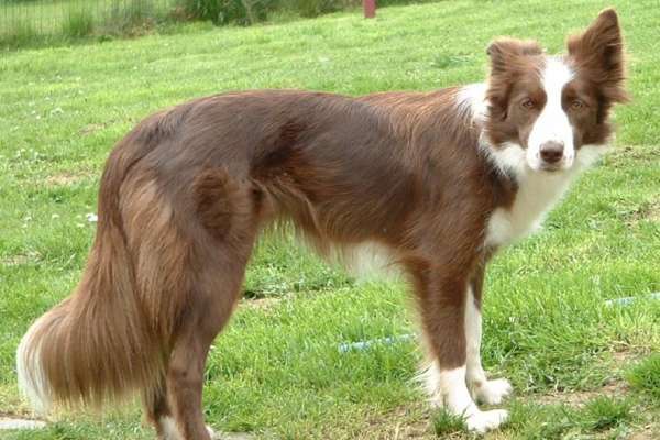 chien pour courir