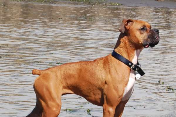 chien pour courir