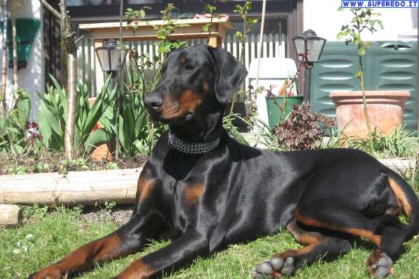 chien pour courir