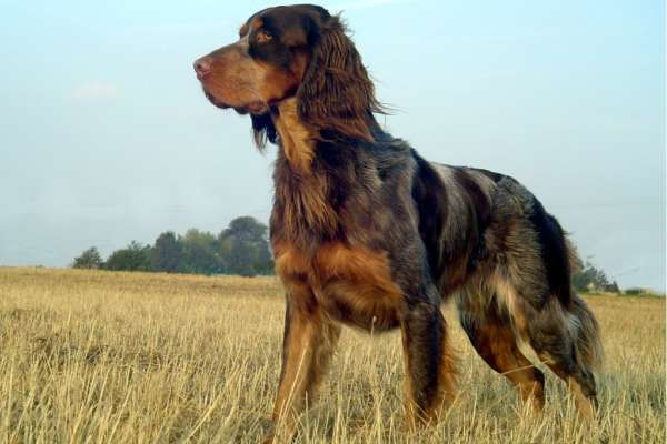 chien pour courir