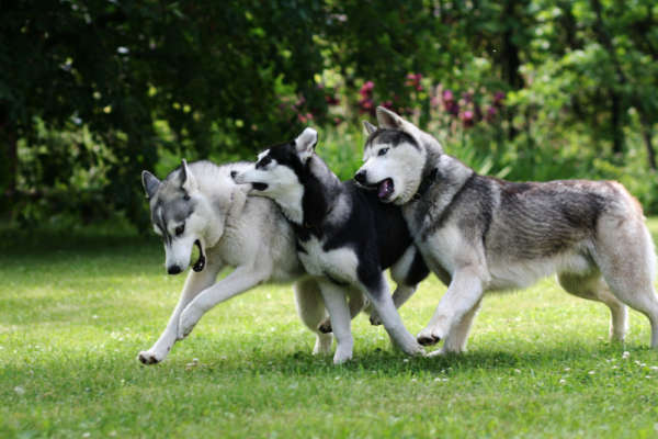 chien pour courir