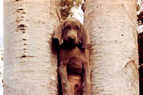 Photo de chiot