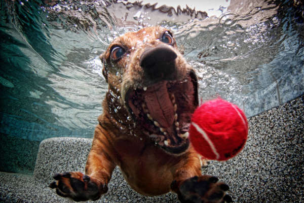 Photo de chiot