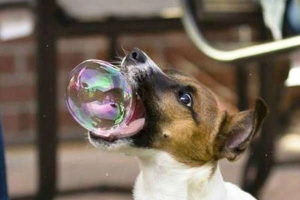 Photo de chiot