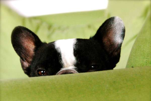 Photo de chiot