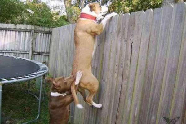 Photo de chiot
