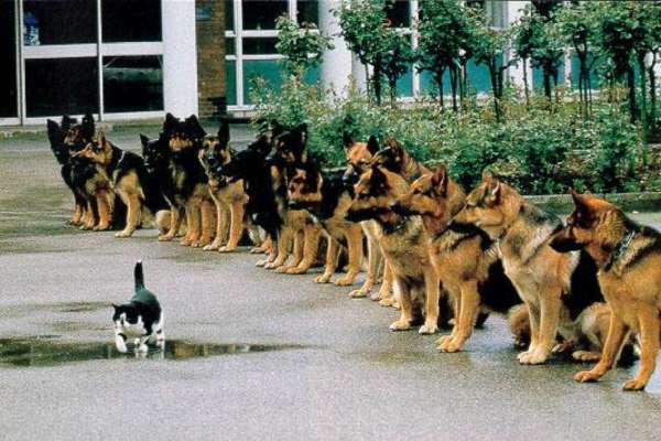 Photo de chiot