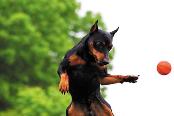 Photo de chiot
