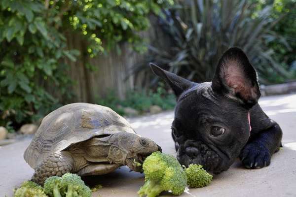 Photo de chiot