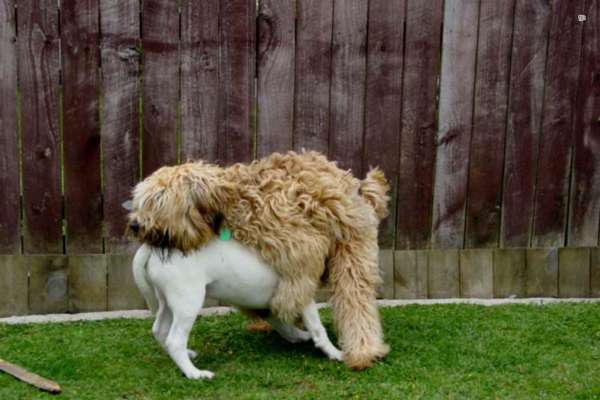 Pulsion sexuelle chez les chiens