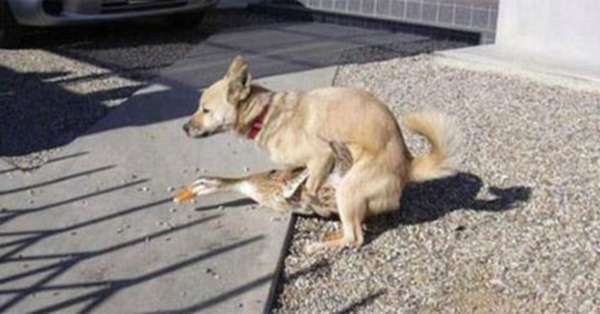 Pulsion sexuelle chez les chiens