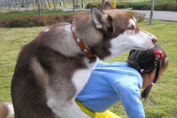 Pulsion sexuelle chez les chiens