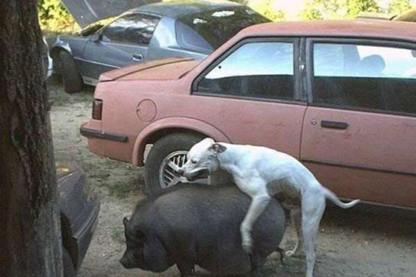 Pulsion sexuelle chez les chiens