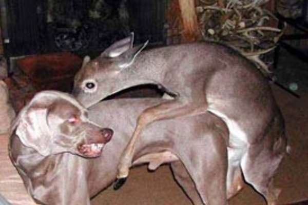 Pulsion sexuelle chez les chiens