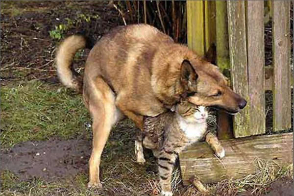 Pulsion sexuelle chez les chiens