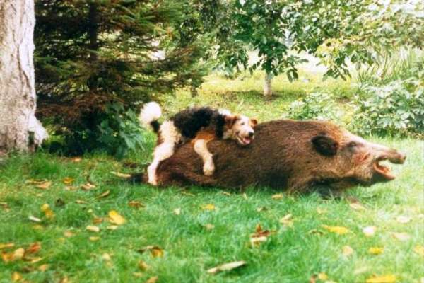 Pulsion sexuelle chez les chiens