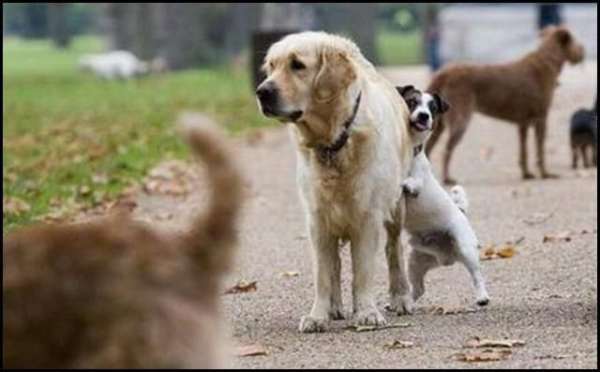 Pulsion sexuelle chez les chiens