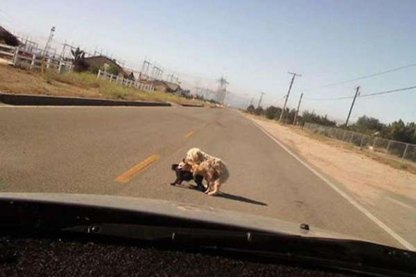 Pulsion sexuelle chez les chiens