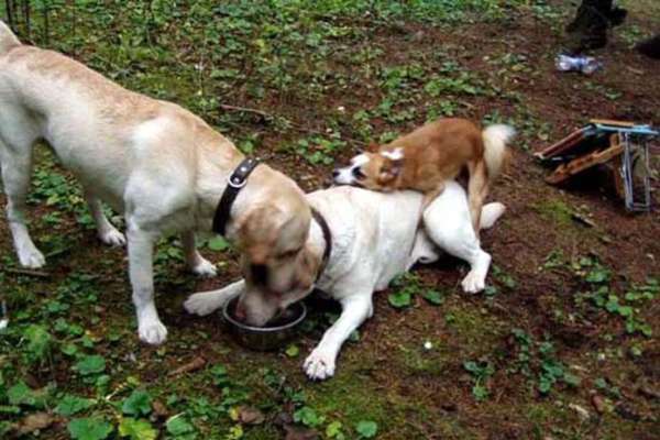 Pulsion sexuelle chez les chiens