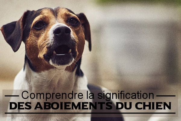 Chien qui aboie