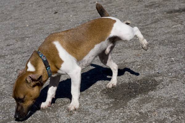 Chien qui pisse dans le jardin