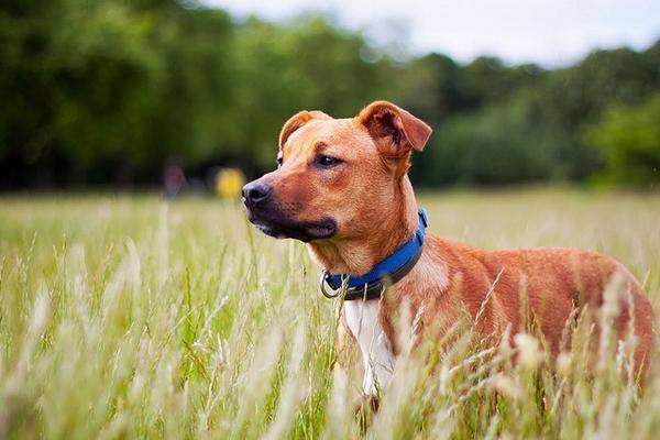 Chien qui fugue