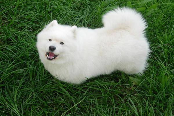 choisir un chien de refuge