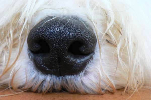 une truffe de chien, est-elle chaude?