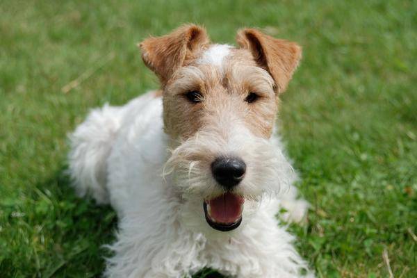 chien