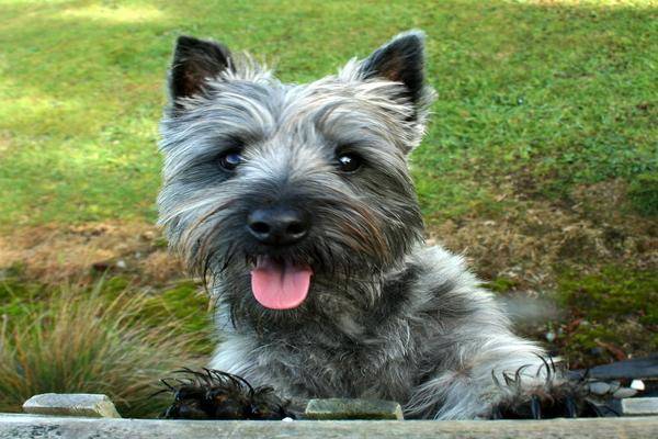 chien
