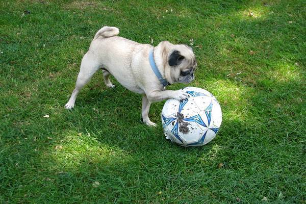 chien