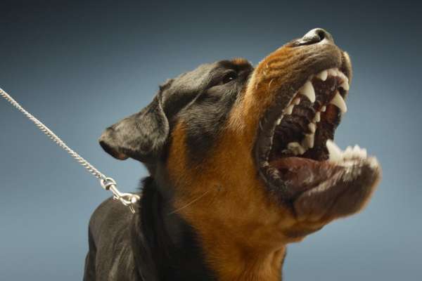 obligation du maître d'un chien categorisé