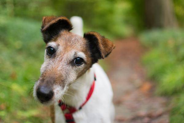 devoir des maître de chien dangereux