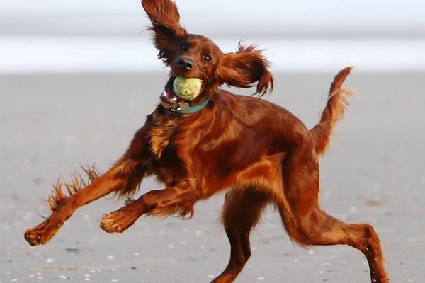 L'adolescence du chien