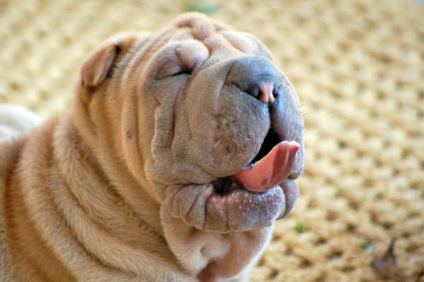 Comment bien nettoyer la peau d'un chien type shar pei