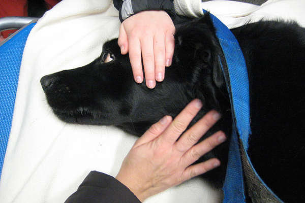 Comment transporter un chien blessé