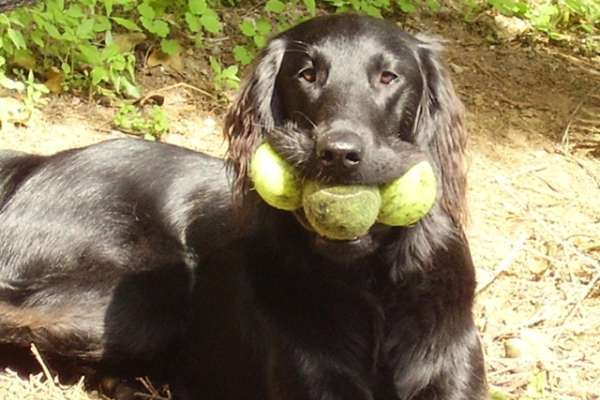 chien avec une balle