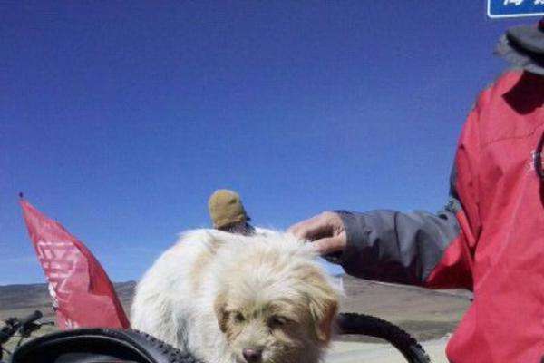 Un chien suit des cyclistes sur 1700km